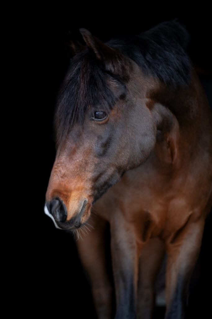 Paardenfotograaf Van Zoelen Fotografie